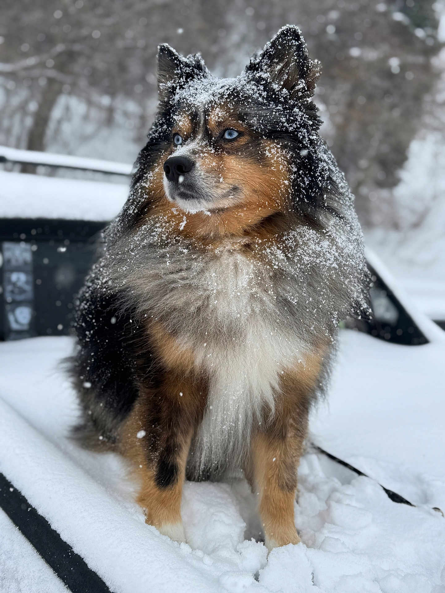 Waffle is registered to the contest to win money with this photo: dog, snow, blue_eyes, fluffy, winter, outdoor, animal, canine, fur, snowflakes, nature, cold, portrait, sitting, beautiful, majestic, pet, frozen, winter_clothing, background_blur