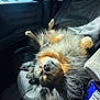 Waffle is registered to the contest to win money with this photo: dog, car, seat, sunlight, fluffy, relaxed, upside_down, interior, window, leather_seat, snack_bag, nose, fur, paw, resting, daylight, black, brown, tan, happy
