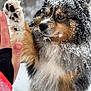 Waffle is registered to the contest to win money with this photo: dog, snow, paw, hand, winter, outdoor, animal, fur, high_five, playful, cold, frost, nature, pet, cute, friendship, mammal, canine, closeup, glove