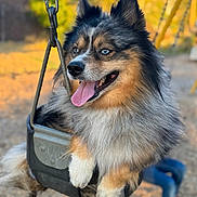 Waffle joined the competition — help win amazing prizes! dog, swing, playground, outdoor, fluffy, blue_eyes, tongue_out, happy, pet, chain, seat, nature, sunlight, summer, animal, closeup, fun, park, daytime, cute