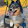 dog, swing, playground, outdoor, fluffy, blue_eyes, tongue_out, happy, pet, chain, seat, nature, sunlight, summer, animal, closeup, fun, park, daytime, cute