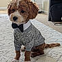 dog, puppy, indoor, carpet, clothing, sweater, bow_tie, pet, cute, brown, white, small_dog, sitting, fur, animal, adorable, portrait, houseplant, furniture, cozy