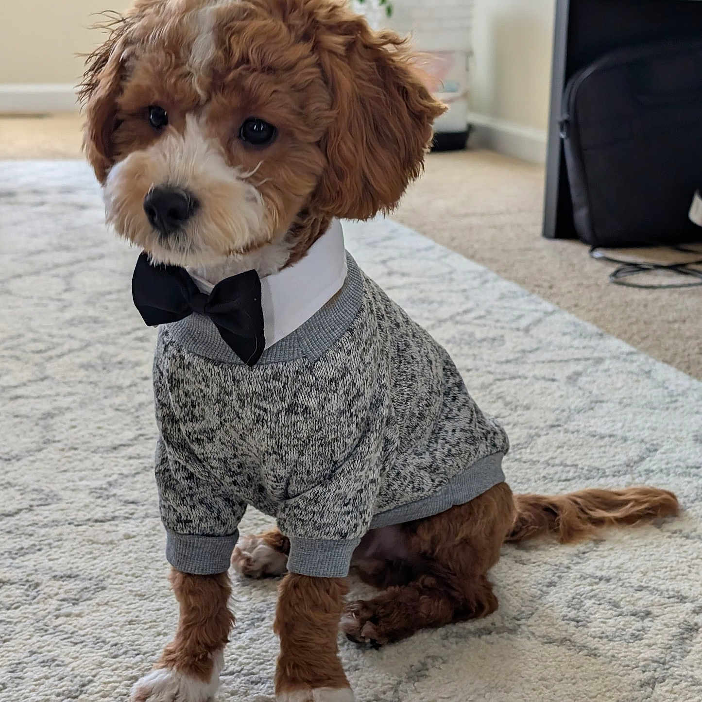 Chiko is registered to the contest to win money with this photo: adorable, animal, bow_tie, brown, carpet, clothing, cozy, cute, dog, fur, furniture, houseplant, indoor, pet, portrait, puppy, sitting, small_dog, sweater, white