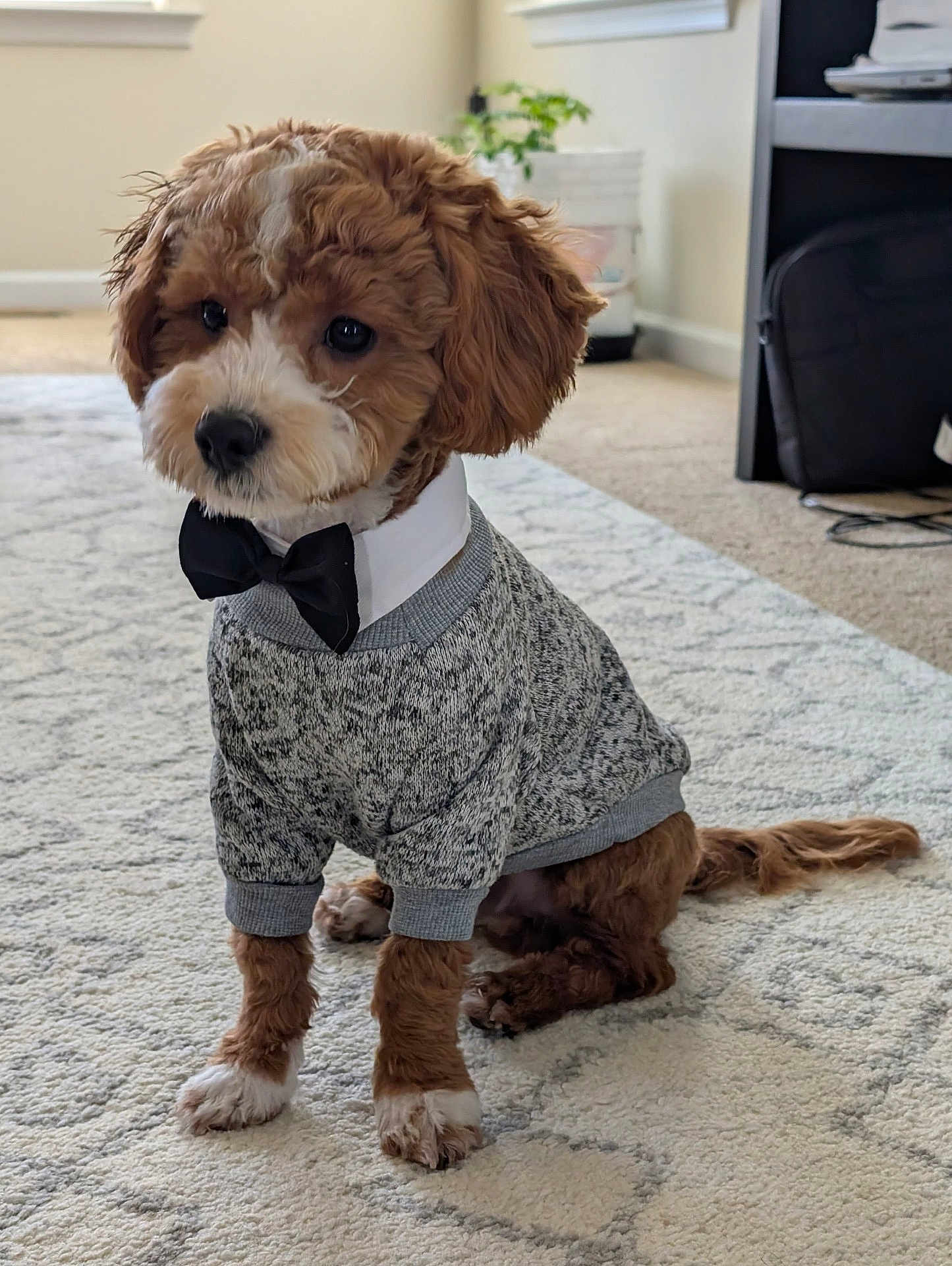 Chiko is registered to the contest to win money with this photo: dog, puppy, indoor, carpet, clothing, sweater, bow_tie, pet, cute, brown, white, small_dog, sitting, fur, animal, adorable, portrait, houseplant, furniture, cozy