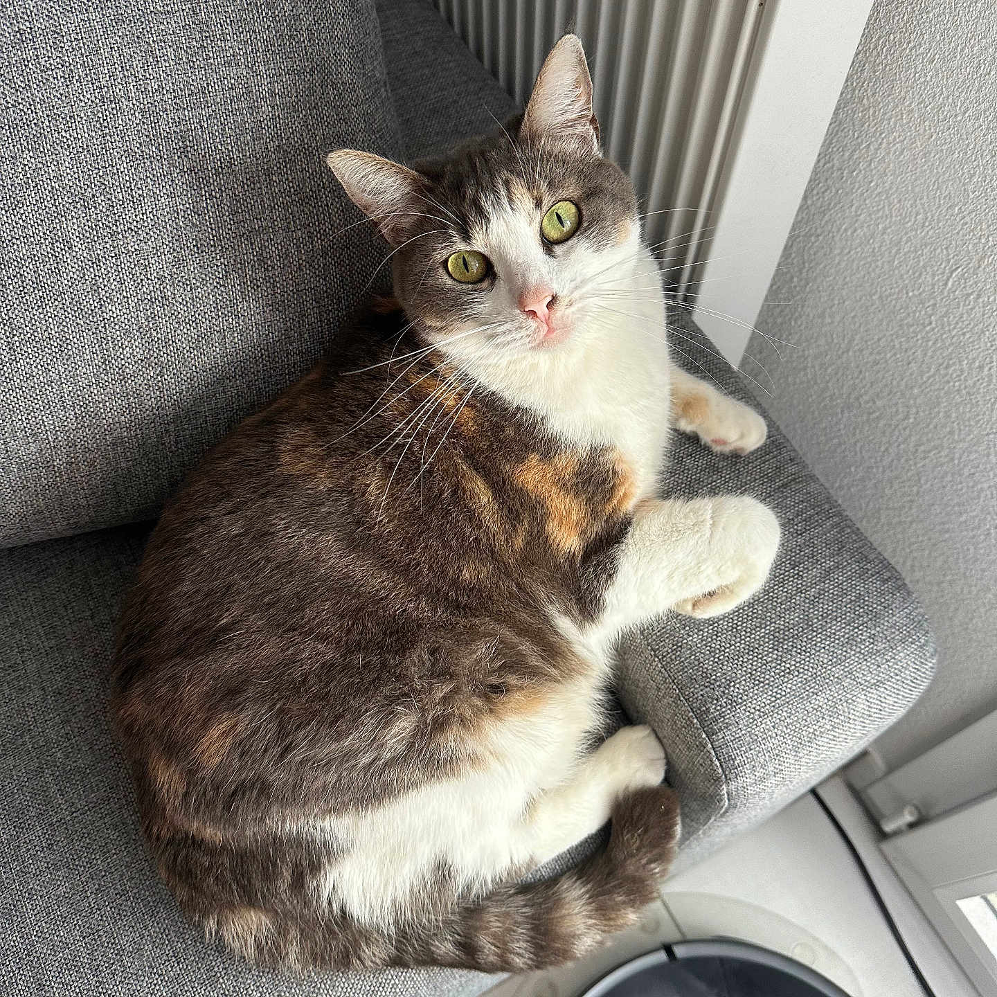 Moon participe au concours pour gagner de l'argent avec cette photo : abyssinian, animal, appliance, architecture, armchair, building, cat, chair, couch, cushion, device, electricaldevice, furniture, homedecor, indoors, kitten, livingroom, manx, pet, room