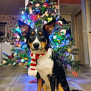 Ayrton a rejoint le concours — aidez-le/la à gagner de superbes lots ! dog, christmas_tree, holiday, indoor, festive, scarf, decorations, lights, floor, furniture, home, pet, animal, black_and_tan, canine, christmas, seasonal, celebration, tree_lights, cozy