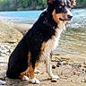 Ayrton a rejoint le concours — aidez-le/la à gagner de superbes lots ! dog, border_collie, wet_fur, river, rocks, trees, nature, outdoor, water, animal, pet, sitting, canine, grass, forest, landscape, daylight, portrait, fur, ears