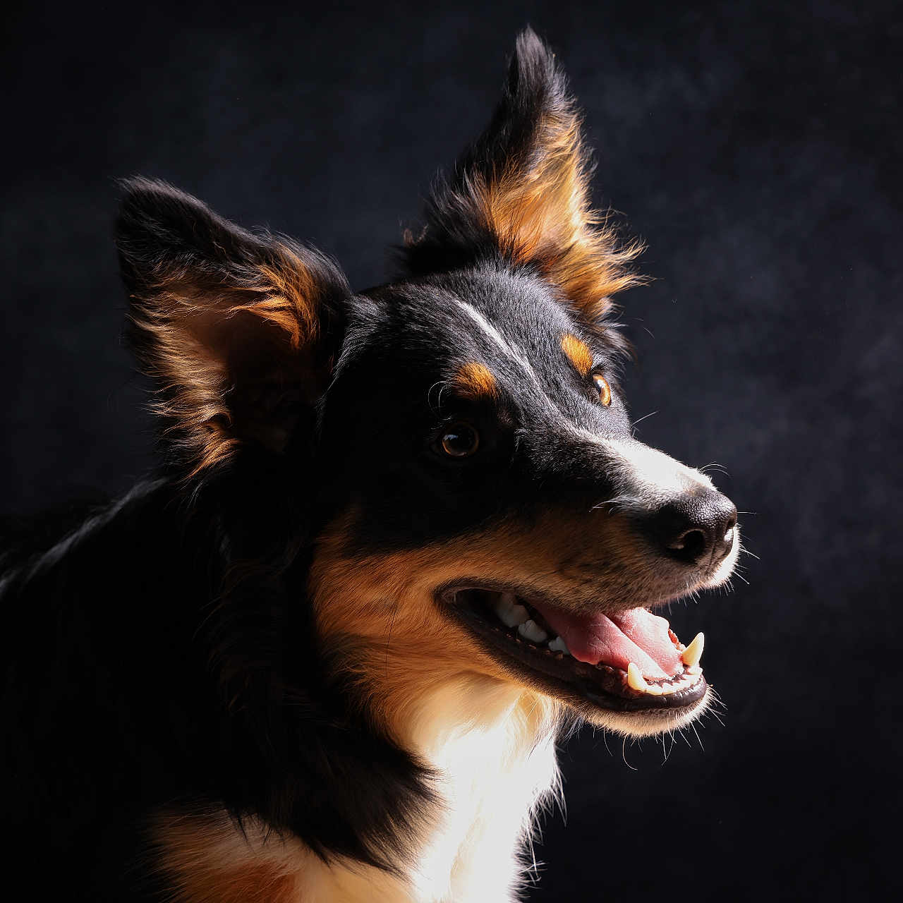 Ayrton participe au concours pour gagner de l'argent avec cette photo : dog, animal, pet, close_up, portrait, black_background, happy, ears, teeth, tongue, fur, canine, smiling, studio_lighting, side_view, muzzle, brown_eyes, tricolor, domestic_animal, furry