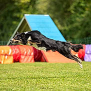 Scooby a rejoint le concours — aidez-le/la à gagner de superbes lots !