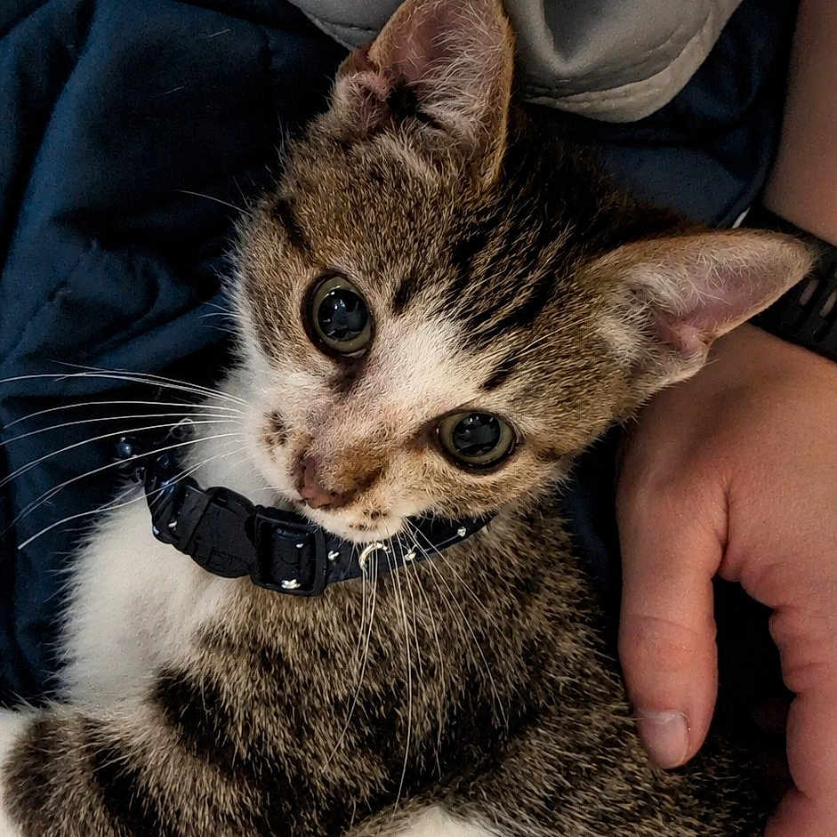 Apollo is registered to the contest to win money with this photo: kitten, cat, tabby, pet, collar, whiskers, hand, person, blanket, indoor, cute, fur, animal, young, domestic, closeup, resting, comfort, cozy, portrait