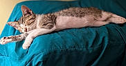 Apollo joined the competition — help win amazing prizes! cat, sleeping, feline, pet, animal, cozy, indoor, blanket, teal, resting, fur, whiskers, paw, cute, domestic, relaxation, soft, comfort, peaceful, nap
