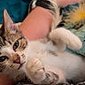 Apollo joined the competition — help win amazing prizes! cat, tabby, pet, close_up, relaxed, indoor, animal, fur, whiskers, paws, cute, lying_down, domestic_cat, sleepy, comfort, portrait, feline, soft, home, resting