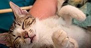 Apollo joined the competition — help win amazing prizes! adorable, animal, cat, close_up, cute, domestic_animal, face, feline, fur, indoor, kitten, nap, paw, person_arm, pet, relaxed, resting, sleeping, tabby, whiskers