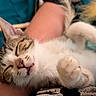 Apollo joined the competition — help win amazing prizes! cat, kitten, sleeping, close_up, pet, feline, paw, whiskers, relaxed, cute, domestic_animal, fur, tabby, indoor, resting, face, animal, adorable, nap, person_arm