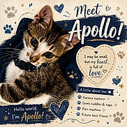 Apollo joined the competition — help win amazing prizes! kitten, cat, collar, paw_print, heart, text_overlay, cute, pet, animal, portrait, fur, whiskers, closeup, doodle, blue, brown, white, curious, playful, background
