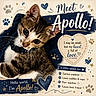 kitten, cat, collar, paw_print, heart, text_overlay, cute, pet, animal, portrait, fur, whiskers, closeup, doodle, blue, brown, white, curious, playful, background