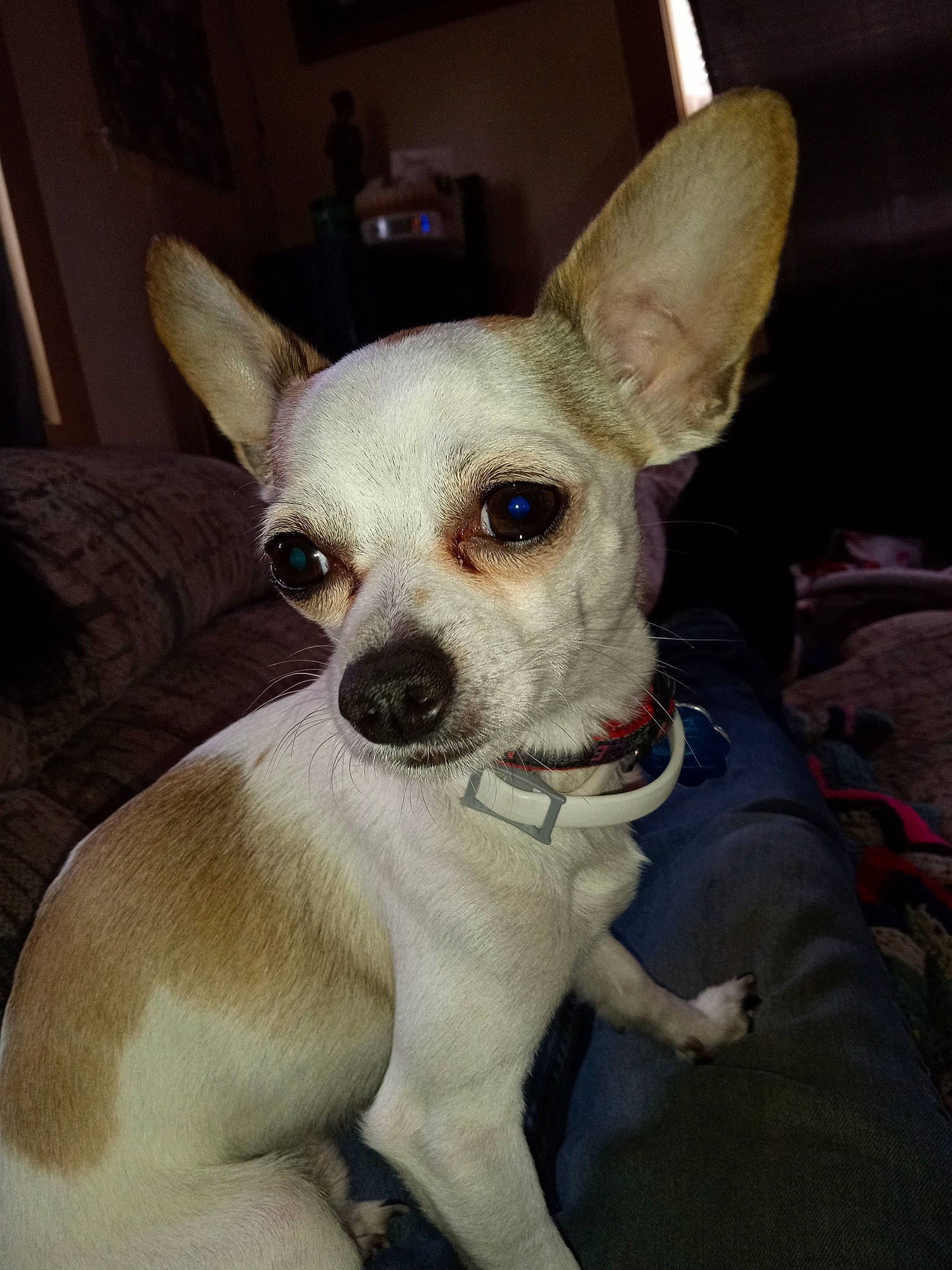 Chico joined the competition — help win amazing prizes! canidae, carmine, carnivore, collar, companion_dog, corgi_chihuahua, dog, dog_breed, dog_supply, ear, fawn, non_sporting_group, snout, sporting_group, toy_dog, whiskers, working_animal