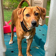 Rue joined the competition — help win amazing prizes! animal, background_blur, brown_dog, close_up, collar, curious, cute, daylight, dog, ears, greenery, looking, nature, outdoor, paws, pet, plastic_structure, playground, standing, tail