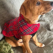 Rue is registered to the contest to win money with this photo: dog, puppy, pet, brown_fur, plaid_coat, red_coat, harness, sitting, indoor, bed, quilt, blanket, paws, ears, eyes, nose, looking_up, cozy, closeup, shallow_depth_of_field
