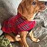 bed, blanket, brown_fur, closeup, cozy, dog, ears, eyes, harness, indoor, looking_up, nose, paws, pet, plaid_coat, puppy, quilt, red_coat, shallow_depth_of_field, sitting