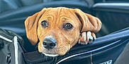 Rue is registered to the contest to win money with this photo: dog, puppy, car_interior, pet_carrier, backseat, brown_coat, paw, nose, eyes, whiskers, close_up, portrait, looking_up, sad_eyes, mesh, zipper, seatbelt, travel, passenger, companion