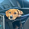 backseat, brown_coat, car_interior, close_up, companion, dog, eyes, looking_up, mesh, nose, passenger, paw, pet_carrier, portrait, puppy, sad_eyes, seatbelt, travel, whiskers, zipper