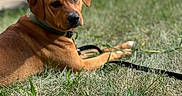 Rue joined the competition — help win amazing prizes! animal, blurred_background, brown_dog, canine, collar, cute, dog, domestic_animal, friendly, grass, leash, lying_down, mammal, nature, outdoor, pet, portrait, relaxed, sunlight, watching