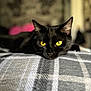 black_cat, cat, yellow_eyes, pet, feline, close_up, portrait, ears, whiskers, fur, blanket, plaid, bed, resting, cozy, indoor, shallow_depth_of_field, blurred_background, gaze, moody_lighting