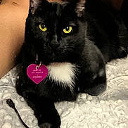 Minnie joined the competition — help win amazing prizes! cat, black_cat, pet, feline, yellow_eyes, heart_tag, id_tag, collar, white_chest, close_up, indoor, blanket, paw, whiskers, fur, portrait, arm, bed, accessory, relaxed_pose