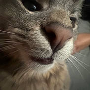 Leaf joined the competition — help win amazing prizes! cat, close_up, nose, whiskers, fur, pet, feline, portrait, macro, indoor, muzzle, eye, mouth, soft_lighting, curiosity, texture, cute, grey_fur, whisker_detail, zoomed_in