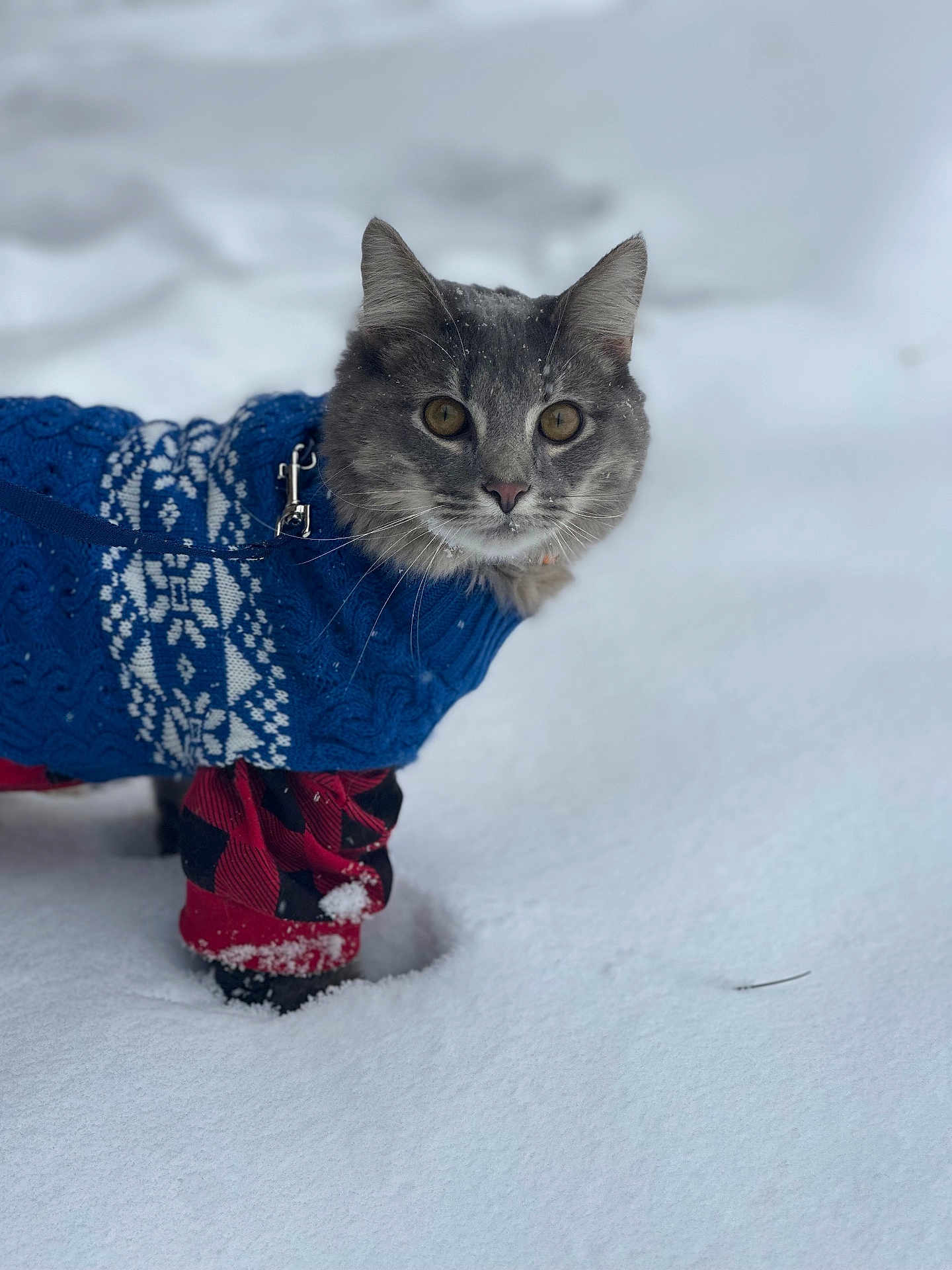 Leaf is registered to the contest to win money with this photo: cat, snow, sweater, leash, winter, outdoor, pet, portrait, fur, whiskers, eyes, ears, paws, boots, knitwear, plaid_pattern, blue_clothing, red_clothing, snowy_background, close_up