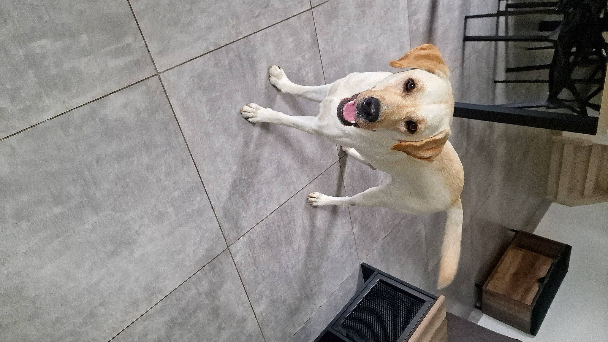 Joy a rejoint le concours — aidez-le/la à gagner de superbes lots ! canidae, carnivore, collar, companion_dog, dog, dog_breed, dog_collar, dog_supply, door, fashion_accessory, fawn, flooring, leash, metal, pet_supply, snout, sporting_group, tail, wood, working_animal