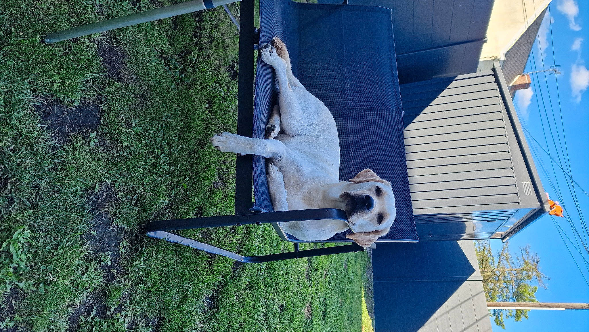 Joy a rejoint le concours — aidez-le/la à gagner de superbes lots ! art, blue, chair, dog, dog_breed, electric_blue, fawn, grass, house, leisure, metal, outdoor_furniture, pet_supply, plant, sculpture, sky, sporting_group, tail, tree, working_animal