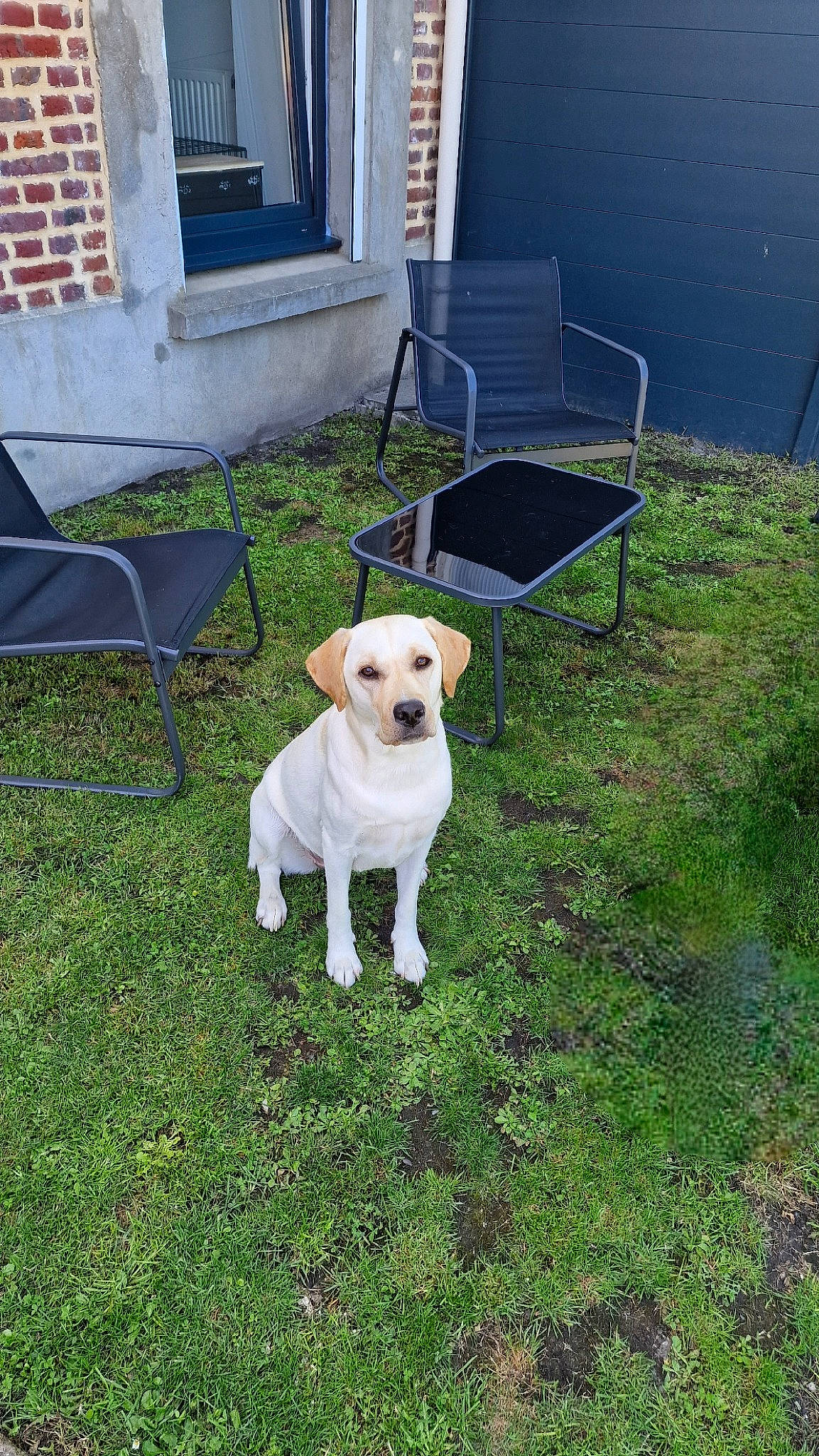 Joy a rejoint le concours — aidez-le/la à gagner de superbes lots ! canidae, carnivore, chair, collar, companion_dog, dog, dog_breed, door, fawn, flooring, furniture, garden, grass, lawn, outdoor_furniture, outdoor_table, plant, sporting_group, tail, working_animal