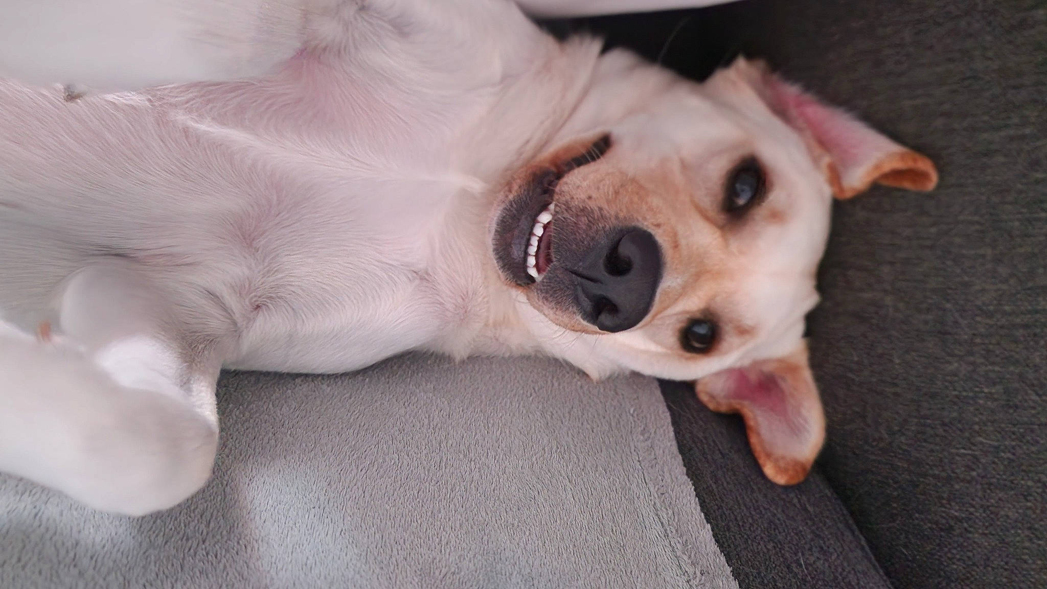 Joy a rejoint le concours — aidez-le/la à gagner de superbes lots ! canidae, carnivore, collar, companion_dog, dog, dog_breed, dog_collar, dog_supply, ear, fawn, fur, non_sporting_group, paw, sporting_group, terrestrial_animal, whiskers, working_animal