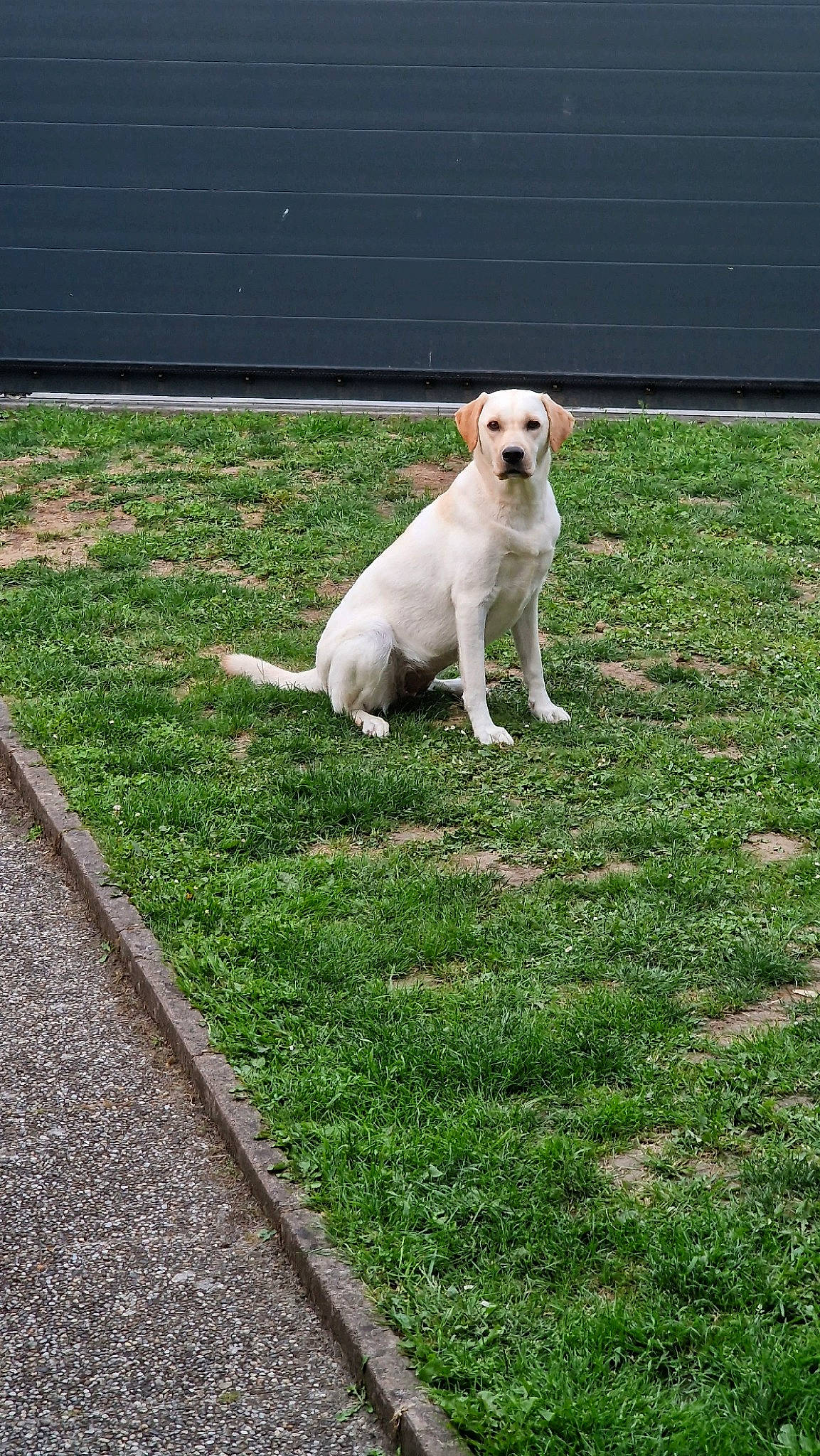 Joy a rejoint le concours — aidez-le/la à gagner de superbes lots ! canidae, carnivore, companion_dog, dog, dog_breed, dogo_guatemalteco, fawn, grass, grassland, landscape, pasture, plant, road_surface, shadow, sidewalk, snout, sporting_group, tail, terrestrial_animal, working_animal