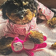 Barbie is registered to the contest to win money with this photo: animal, black_fur, blanket, brown_fur, cozy, curly_fur, cute, dog, indoor, pet, pink_sweater, playful, plush_toy, puppy, relaxing, resting, small_dog, soft_texture, sunlight, toy