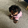 puppy, dog, black_dog, brown_dog, curly_fur, pet_clothing, pink_outfit, carpet, indoor, floor, furniture_leg, chair, cute, small_dog, looking_up, adorable, pet, domestic_animal, companion, young_dog