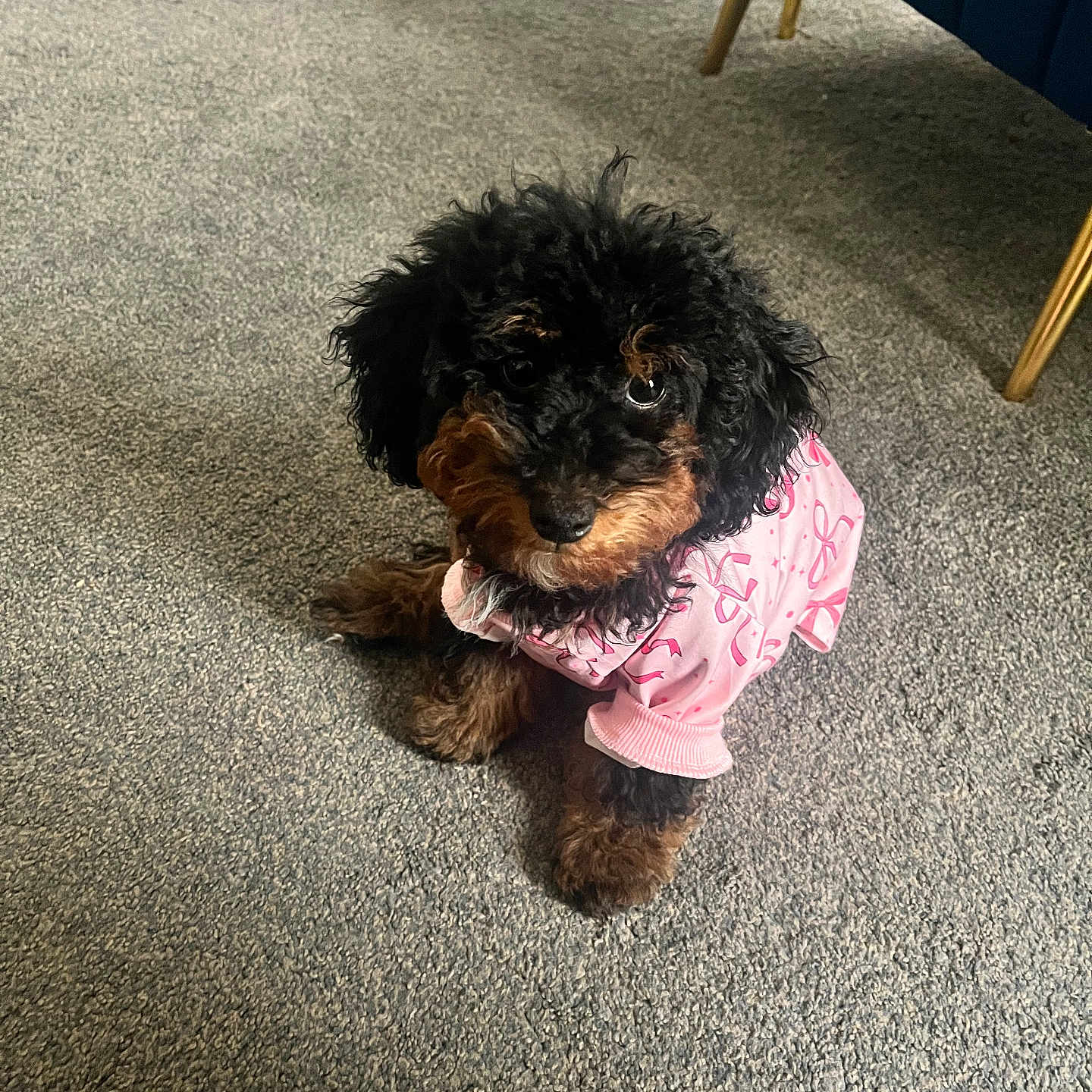 Barbie is registered to the contest to win money with this photo: puppy, dog, black_dog, brown_dog, curly_fur, pet_clothing, pink_outfit, carpet, indoor, floor, furniture_leg, chair, cute, small_dog, looking_up, adorable, pet, domestic_animal, companion, young_dog