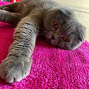 Ninette participe au concours pour gagner de l'argent avec cette photo : cat, gray_cat, feline, pet, animal, relaxed, lying_down, stretching, pink_blanket, cozy, indoor, close_up, whiskers, ears, soft_fur, cute, domestic_cat, mammal, amber_eyes, resting