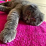 cat, gray_cat, feline, pet, animal, relaxed, lying_down, stretching, pink_blanket, cozy, indoor, close_up, whiskers, ears, soft_fur, cute, domestic_cat, mammal, amber_eyes, resting