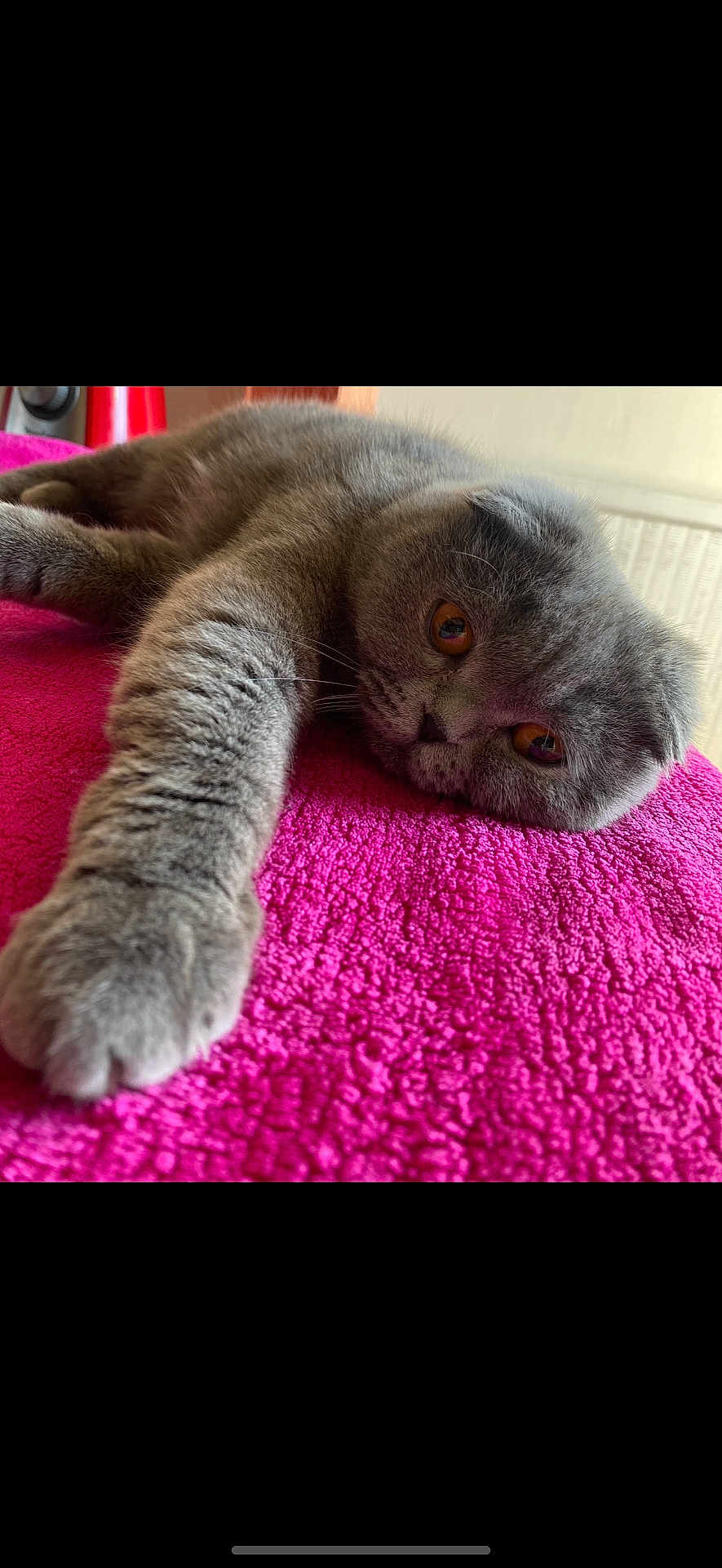 Ninette participe au concours pour gagner de l'argent avec cette photo : cat, gray_cat, feline, pet, animal, relaxed, lying_down, stretching, pink_blanket, cozy, indoor, close_up, whiskers, ears, soft_fur, cute, domestic_cat, mammal, amber_eyes, resting