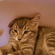 Charcoal joined the competition — help win amazing prizes! kitten, tabby, cat, pet, animal, fur, whiskers, paws, cute, young, indoor, container, resting, closeup, mammal, feline, striped, soft, domestic, curled