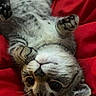 animal, cat, close_up, cozy, curious, cute, domestic_animal, feline, fur, indoor, lying_down, paws, pet, playful, red_blanket, relaxed, sleepy, tabby, whiskers, young_cat