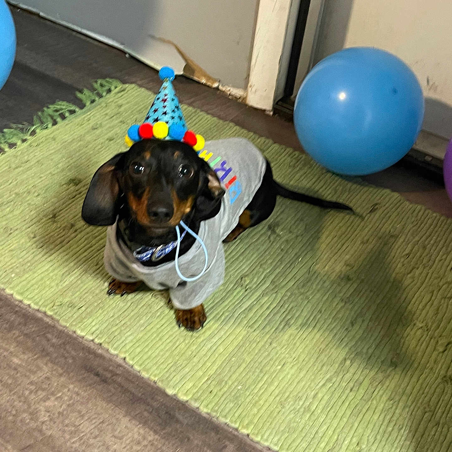 Hank is registered to the contest to win money with this photo: animal, architecture, balloon, building, canine, clothing, dog, hat, hound, indoors, interiordesign, mat, outdoors, person, pet, puppy, shelter, sleeping, sphere, wood