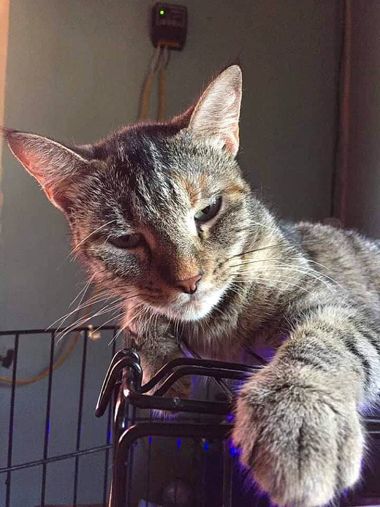 Kiara is registered to the contest to win money with this photo: carnivore, cat, cat_furniture, cat_supply, claw, domestic_short_haired_cat, felidae, fur, paw, pet_supply, sitting, small_to_medium_sized_cats, snout, tail, terrestrial_animal, whiskers, wildlife, window