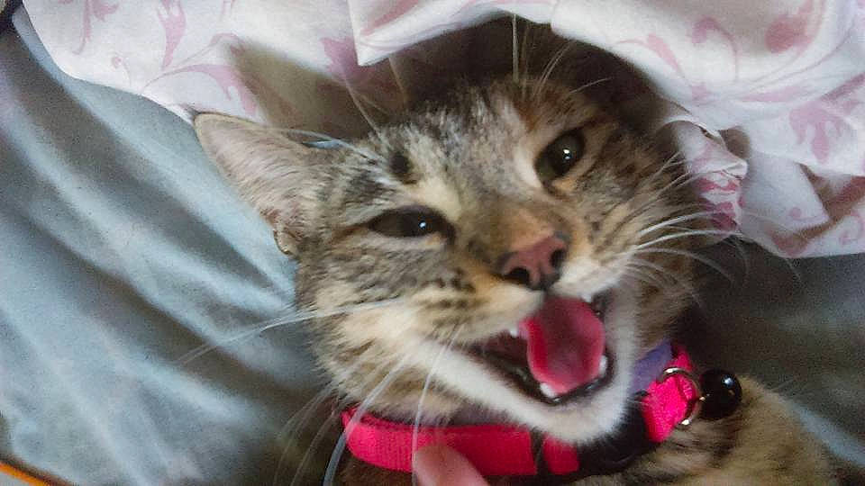 Kiara is registered to the contest to win money with this photo: carnivore, cat, claw, comfort, domestic_short_haired_cat, ear, eye, felidae, fur, paw, small_to_medium_sized_cats, snout, whiskers