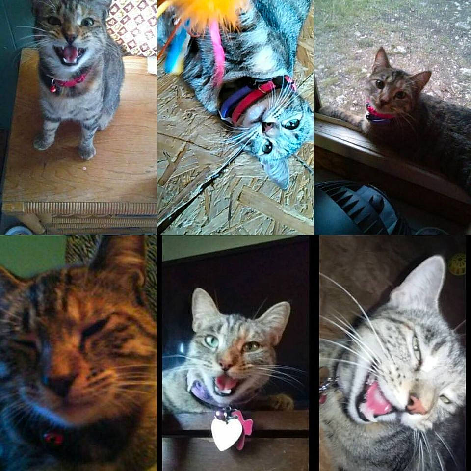 Kiara joined the competition — help win amazing prizes! art, blue, carnivore, cat, collage, companion_dog, domestic_short_haired_cat, fashion_accessory, felidae, fur, mammal, paw, photo_caption, photograph, russian_blue, small_to_medium_sized_cats, snapshot, tail, vertebrate, whiskers