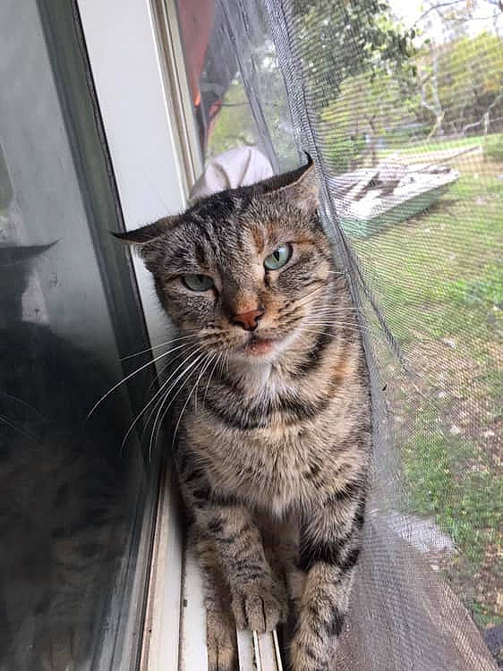 Kiara joined the competition — help win amazing prizes! carnivore, cat, claw, domestic_short_haired_cat, door, eye, felidae, fur, paw, plant, sitting, small_to_medium_sized_cats, snout, tail, terrestrial_animal, tree, whiskers, window