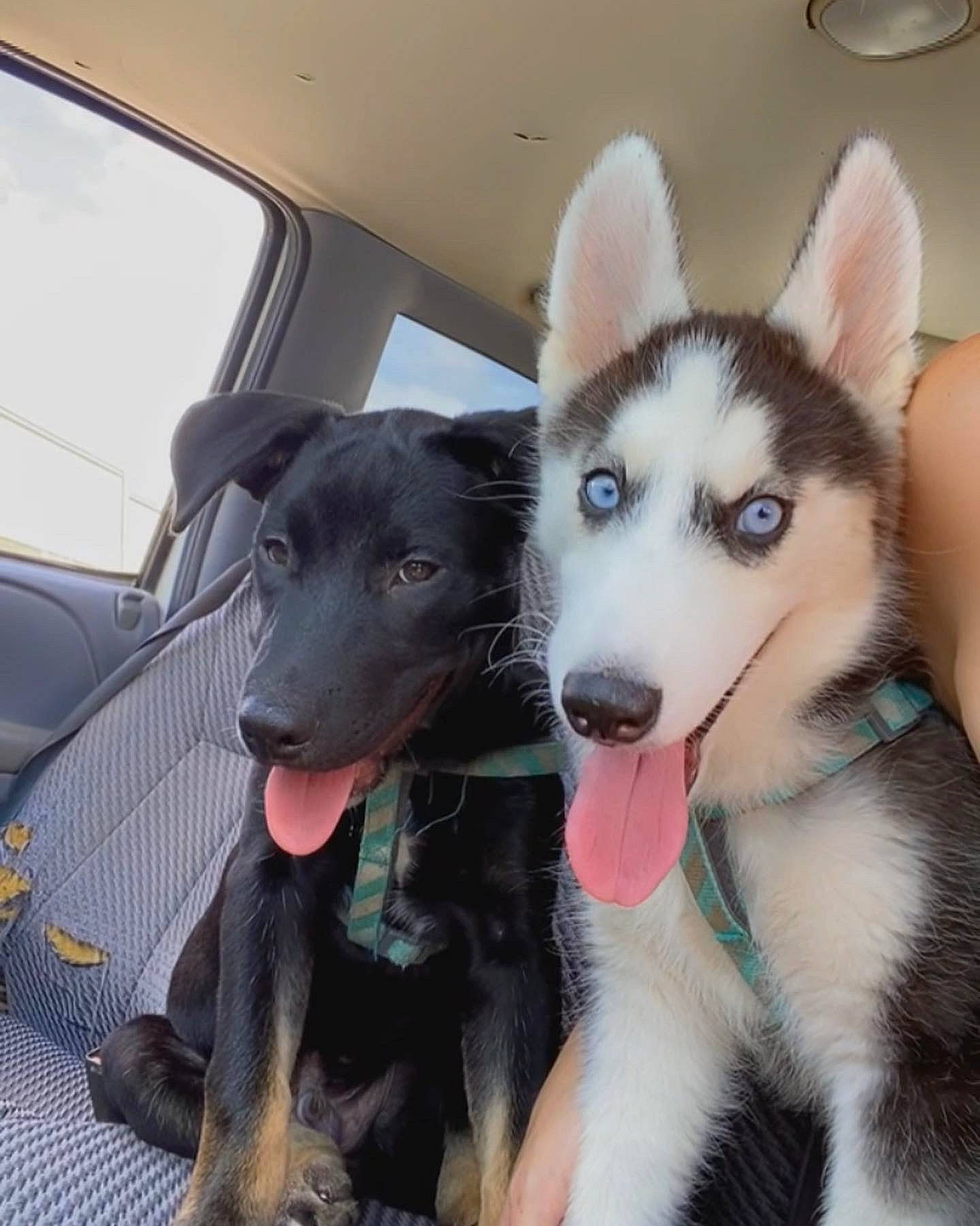 Kaiser is registered to the contest to win money with this photo: canidae, car, carnivore, companion_dog, dog, dog_breed, dog_collar, foot, fur, happy, sled_dog, snout, sporting_group, vehicle, vehicle_door, window, windshield, working_animal, working_dog
